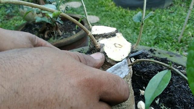 Bahan Bonsai Seperti Ini, Siapapun Bisa Buat Konsepnya смотреть онлайн