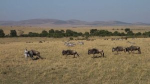Миграция антилоп гну @ Масаи Мара, Кения