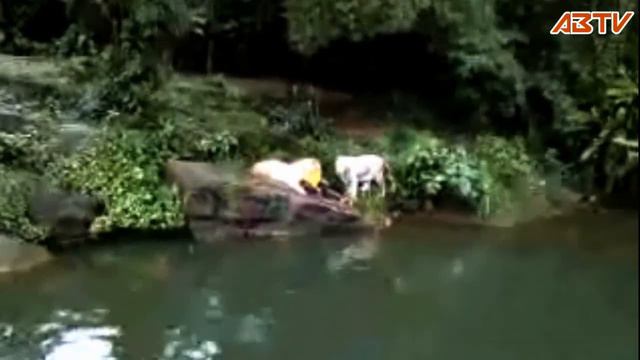 White Tiger Attack at Singapore Zoo(latest edited) смотреть онлайн