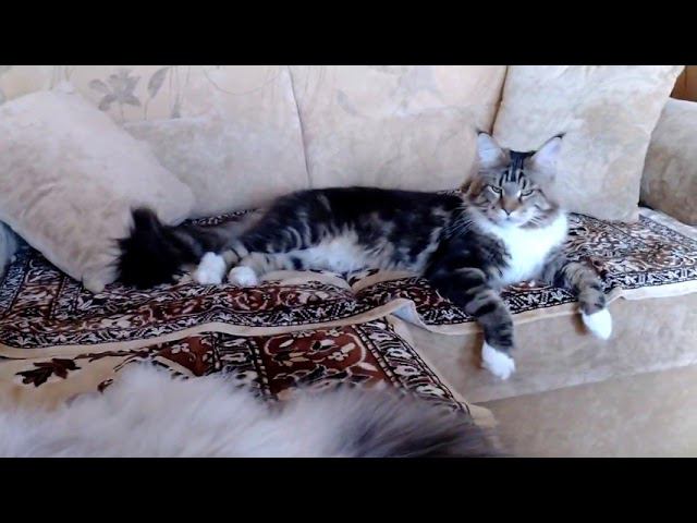 Тихое утро с котами смотреть онлайн