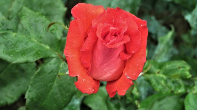 Petite fleur смотреть онлайн