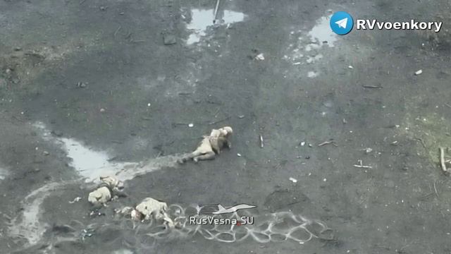 СВО 18+ Ползающие свины не поползли до перемоги смотреть онлайн