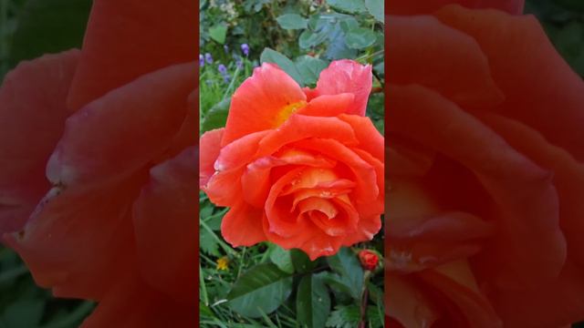 Розы 🌹 смотреть онлайн