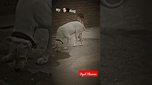 Pitbull good behaviour | vipul Sharma | #tranding #viral #youtube #mafia #video #shots #short смотреть онлайн