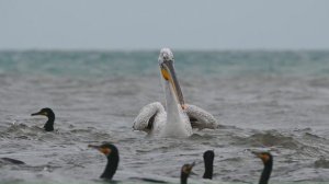 Весенние пеликаны на охоте