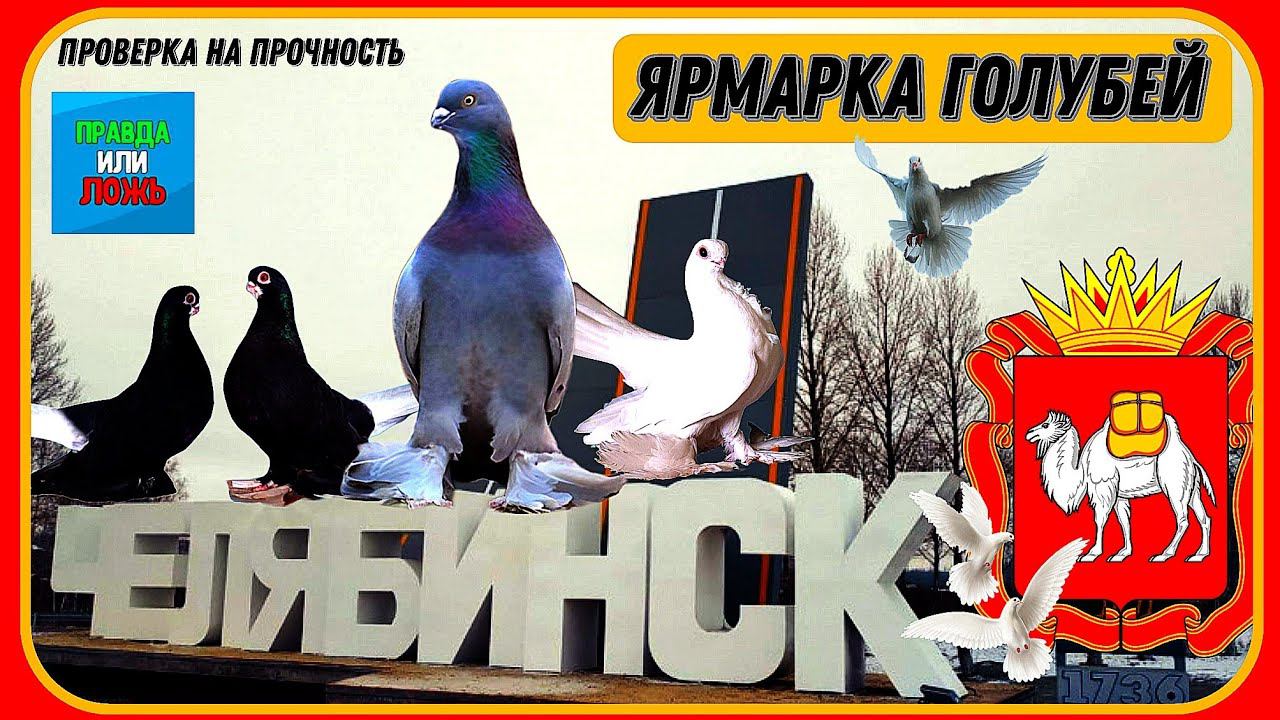 Как обманывают людей на птичьем рынке.Проверка на честность Ярмарка голубей, Челябинск Столица Урала смотреть онлайн