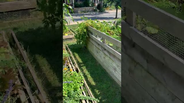 Garden Update from the Benjamin Banneker School, August 27th, 2021 смотреть онлайн