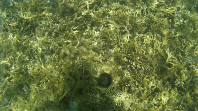 Crazy Smiling Fish @ Selingan Turtle Island, Borneo смотреть онлайн