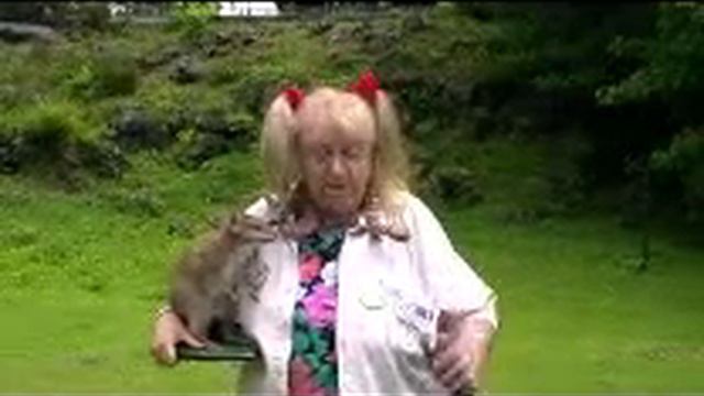 Auckland Zoo Steve Irwin Day смотреть онлайн