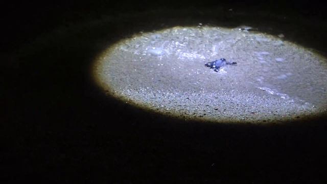 Last Baby Turtles reach the sea @ Selingan Turtle Island, Borneo 1080 uc555ZLW8a8 смотреть онлайн
