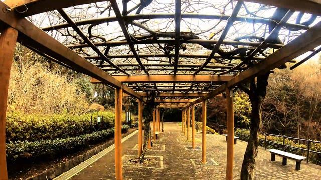SHINRIN-YOKU: FOREST BATHING 森林浴 Higashi Takane Park 東高根森林公園 #shinrinyoku #forestbathing #kawasaki смотреть онлайн
