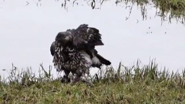 Harrison Estuary December 28, 2012