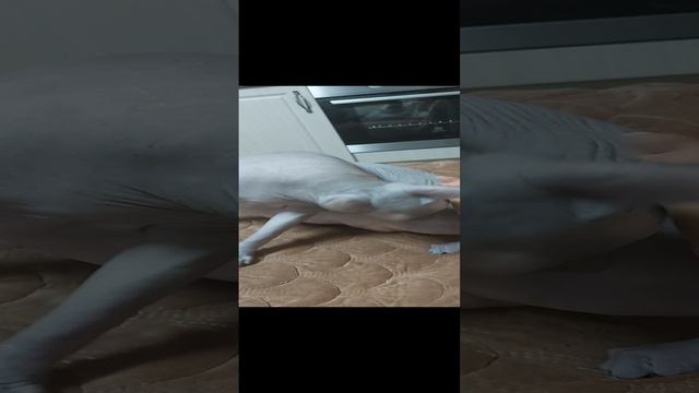 1000481206.mp4
Сфинксы,Симон и Сима)) смотреть онлайн