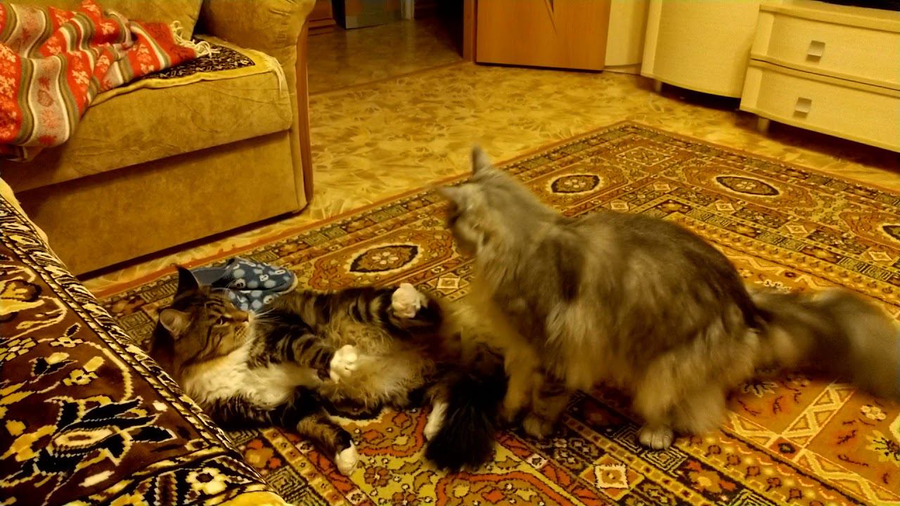 Дружеский спарринг смотреть онлайн