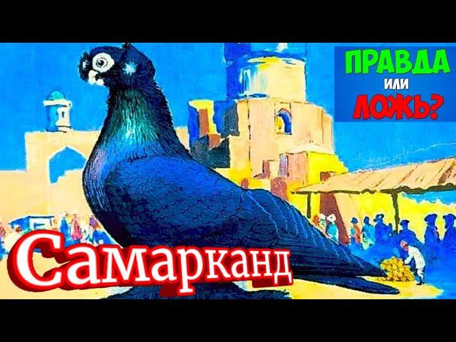 Проверяем продавцов на честность. Покупаем голубей и отпускаем в небо.Птичий рынок Самарканд. смотреть онлайн