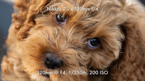 Nikon Z8 Final Review: What's the Catch?