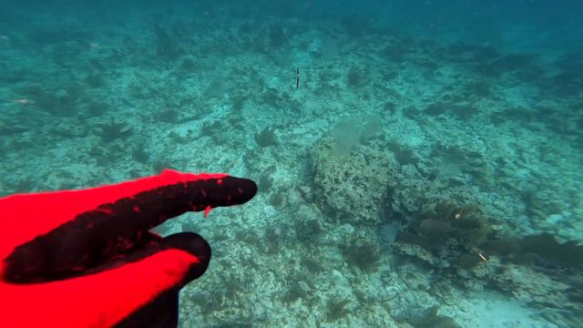 DIVING in FLORIDA KEYS for LOBSTER! Catch, Clean, Cook! смотреть онлайн