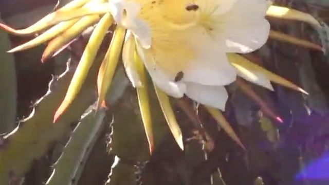What is Dragon Fruit смотреть онлайн