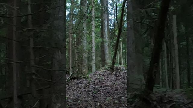 БЕЗУМНО НЕОБЫЧНЫЕ ПОДОСИНОВИКИ В МОЛОДОМ ЕЛЬНИЧКЕ смотреть онлайн