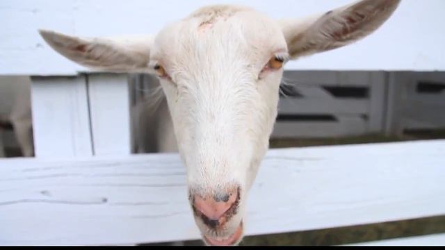 Sanders County Fair caps summer смотреть онлайн