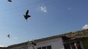 Бакинские голуби Физули в Дербенте!