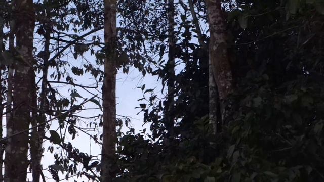 Macaques @ Kinabatangan, Borneo смотреть онлайн