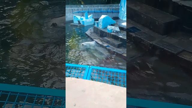 Игривые белые медвежата🐻❄️ смотреть онлайн