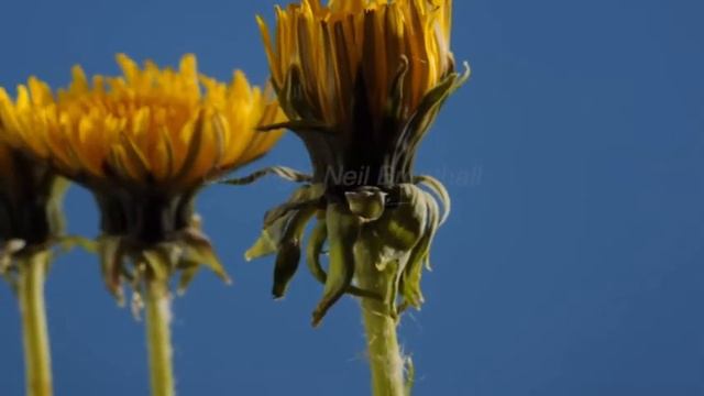 Dandelion Song for kids / Spring songs / Springtime - Science song with AAC / Dandelion Life Cycle смотреть онлайн