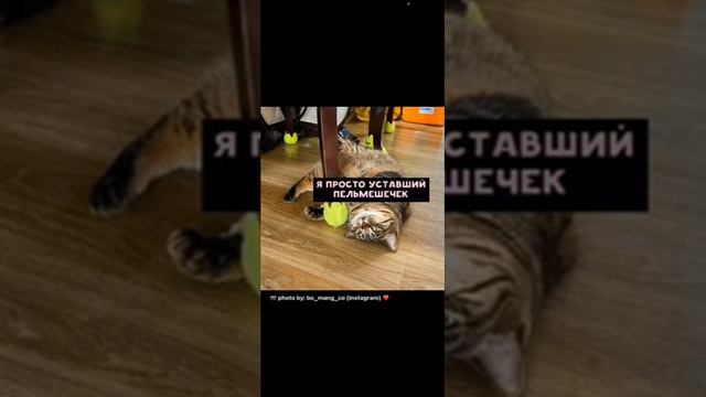 КОТЫ мур мяу 2021 СМЕШНЫЕ КОШКИ И КОТЫ Приколы С Котами и Кошками Funny Cats смотреть онлайн