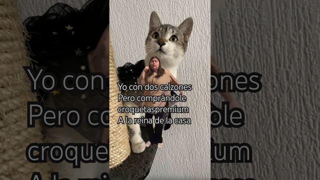 La gathija lo vale #gatos #michis #gatosdivertidos #memes #mascotas #shortvideo смотреть онлайн