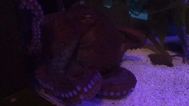 Giant Octopus @ Oceanarium Kuala-Lumpur смотреть онлайн