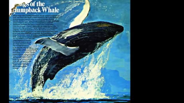 Songs Of The Humpback Whale - By Dr. Roger Payne