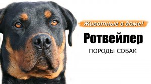 Ротвейлер - породы собак.