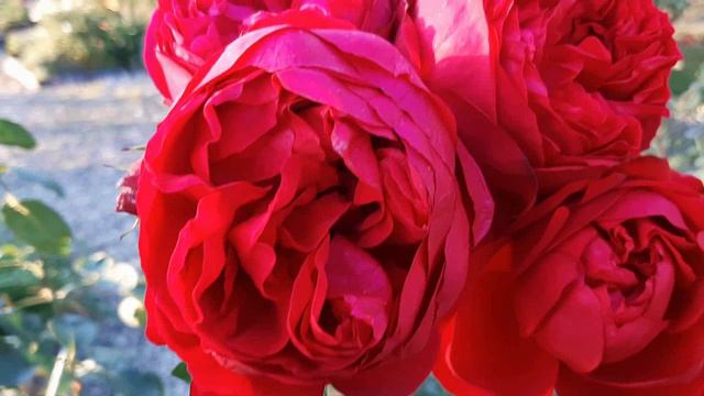 Посылка с розами из питомника ВИП-сад. смотреть онлайн