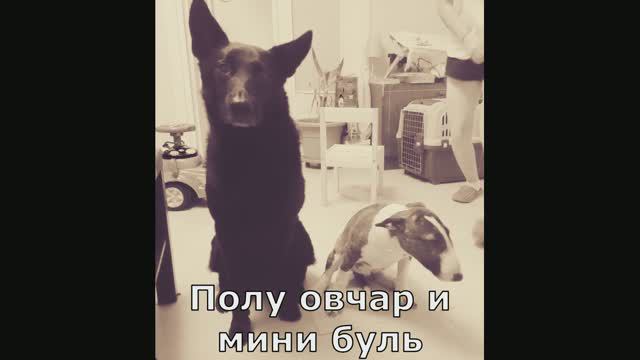 Бультерьер миниатюрный