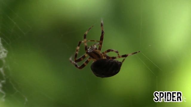 || ANIMAL SOUNDS || SPIDER, BUTTERFLY, BEE, ANT, LADYBUG смотреть онлайн