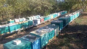 Последствия обработки муравьиной кислотой