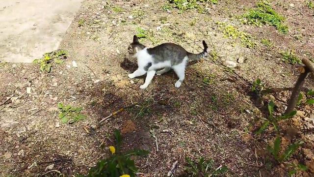 Кот играет с ящерицей смотреть онлайн