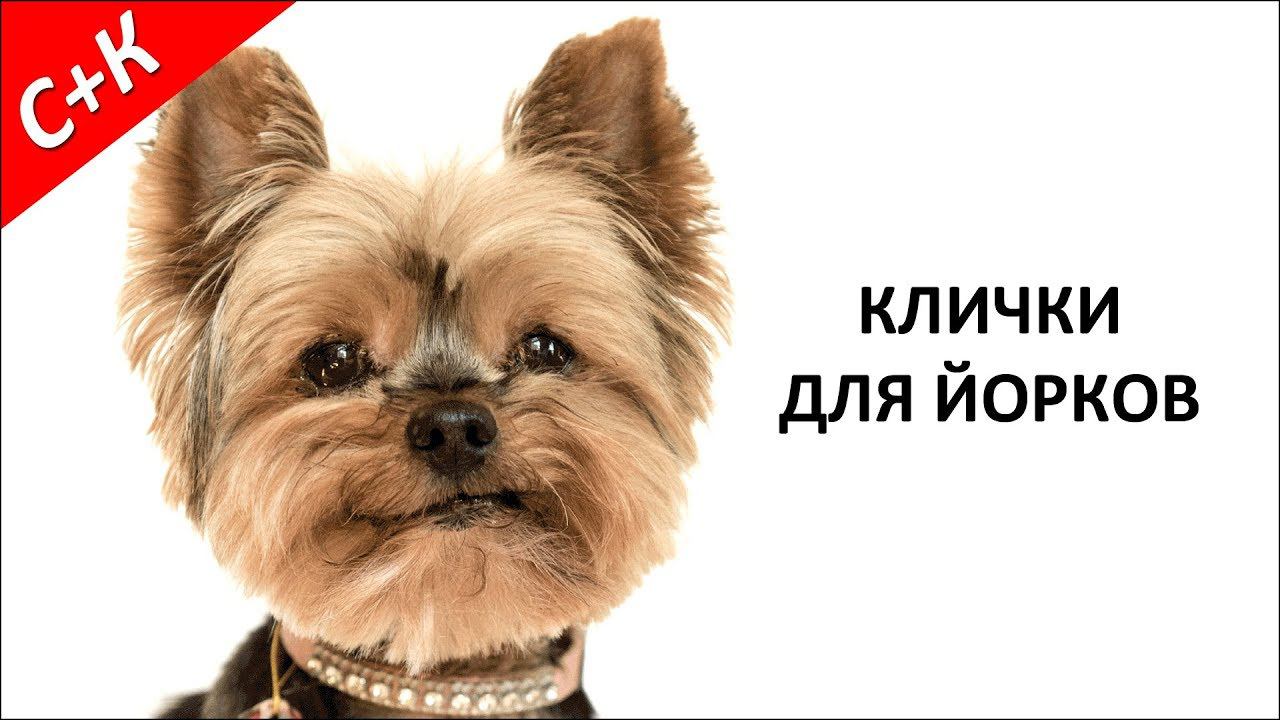 Лучшие клички для йорков (йоркширских терьеров) мальчиков и девочек. смотреть онлайн