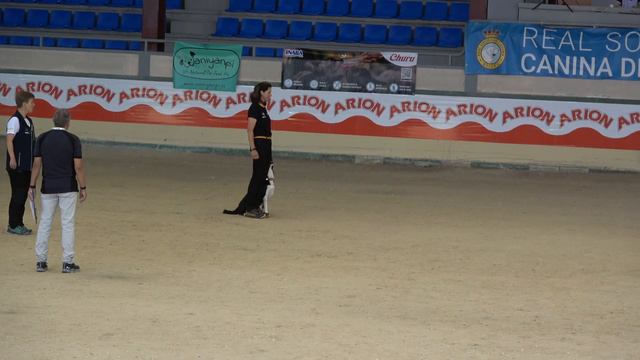 2023 06 27 Welsh Riverdee Mischief Managed Miff World Championships Weltmeisterschaft Obedience. смотреть онлайн