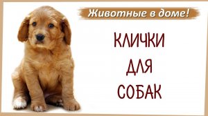 Клички, имена для собак.