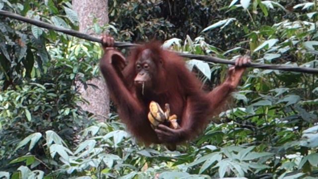 Orangutan feeding @ Sepilok, Borneo смотреть онлайн