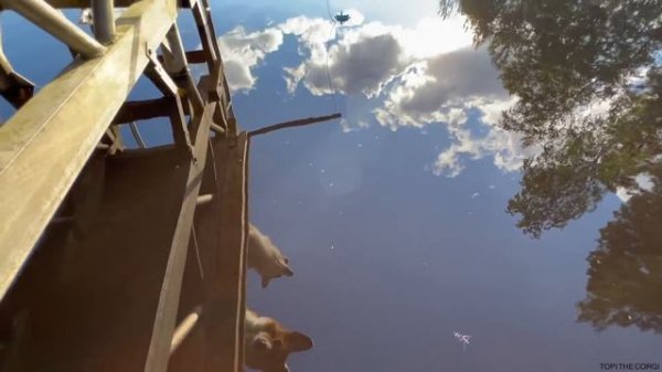 SUMMER VACATION 1/2 - Topi the Corgi