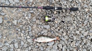 Рыбалка в Омске. Ловля на отводной поводок.