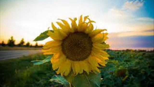 Nicolas Jaar - Sunflower смотреть онлайн