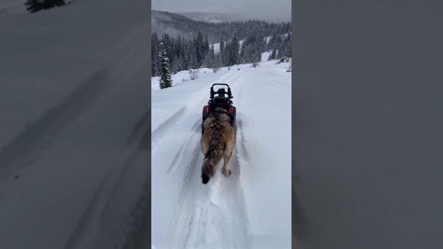 Зимняя тайга. смотреть онлайн