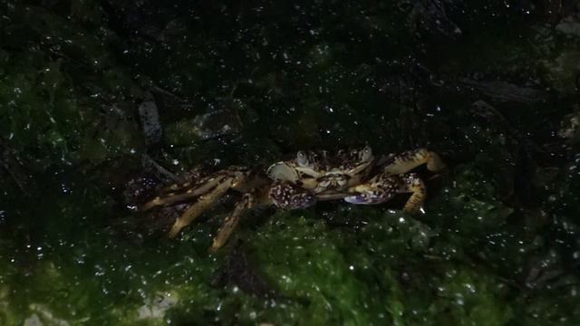 Rock Crab spits water @ Panglao, Philippines смотреть онлайн