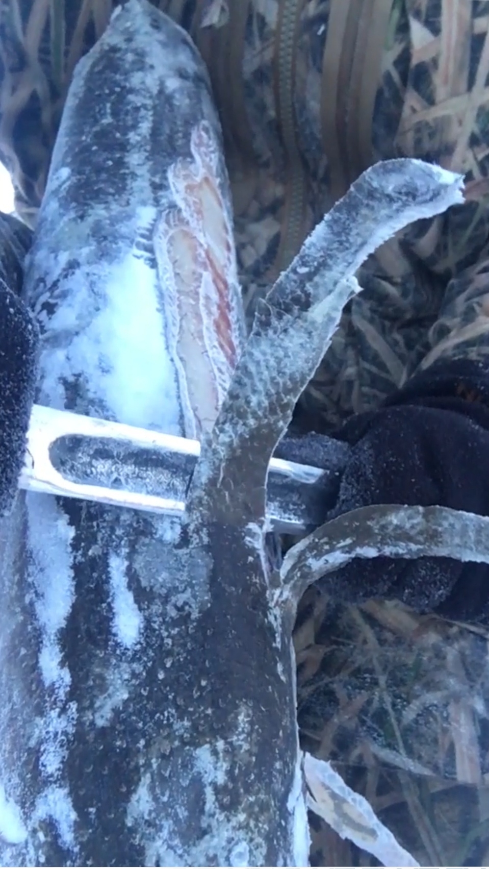 ФИЛЕ ГИГАНТСКОЙ ЩУКИ НОЖОМ!! 1 ЧАСТЬ смотреть онлайн