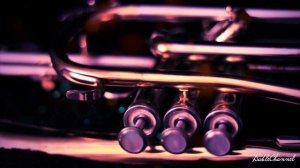 JAZZ || Jazz Trumpet Music Instrumental 1 Hour of Relaxing Summer Music Chillout Playlist