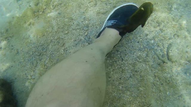 Impudent Coral fish bites my leg @ Sapi Island, Borneo смотреть онлайн